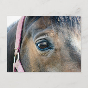 Carte Postale Oeil du cheval