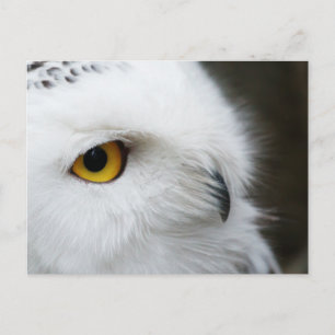 Carte Postale OEil du hibou