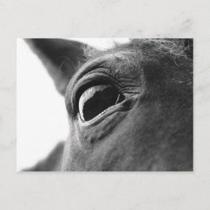 Carte Postale Oeil du poney 1