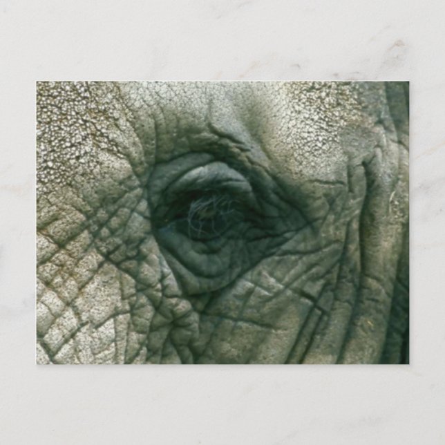 Carte Postale Oeil éléphant (Devant)
