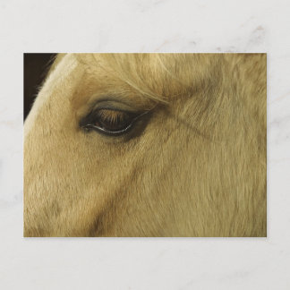 Carte Postale Oeil équin