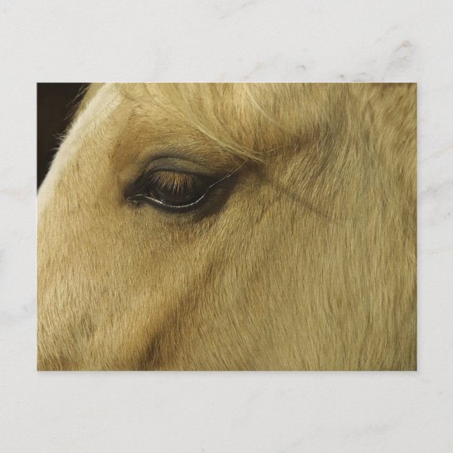 Carte Postale Oeil équin (Devant)