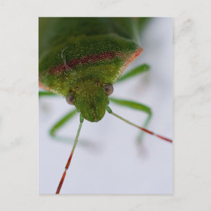 Carte postale Oeil puant