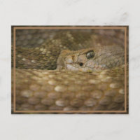 OEil serpent