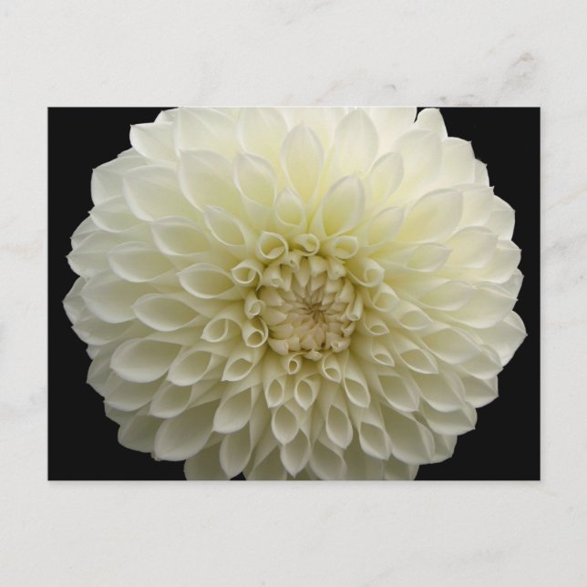 Carte postale Œillet blanc (Devant)