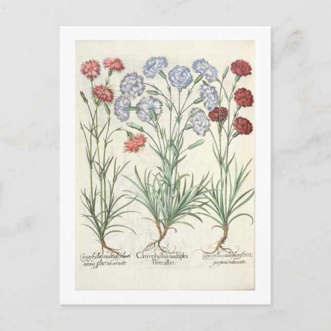 Carte Postale Oeillets : 1.Caryophyllus multiplex flore albo ; 2 (Devant)