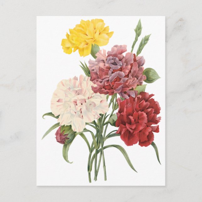 Carte Postale Oeillets vintages Dianthus Garden Flowers Redoute (Devant)