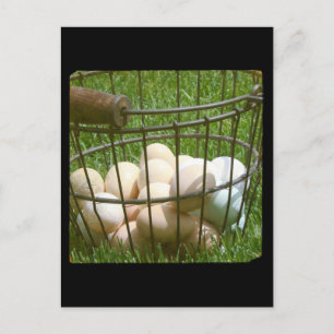 Carte Postale Oeufs