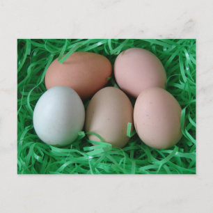 Carte Postale Oeufs de poulet