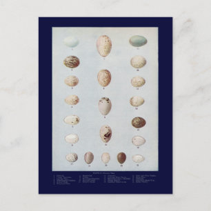 Carte Postale Oeufs d'oiseaux Plaque C Histoire naturelle Vintag