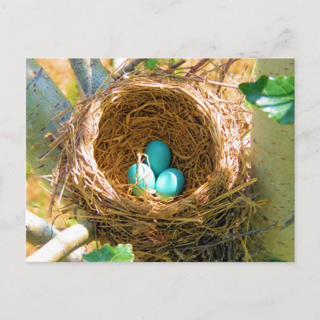 Carte Postale Oeufs Robin dans un nid d'arbre Jardin (Devant)