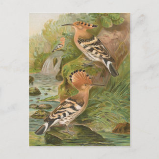 Carte Postale Oeuvres d'Upupa par Johann Friedrich Naumann