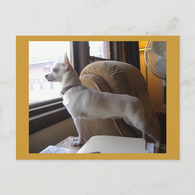 Carte postale Office Chihuahua (Devant)