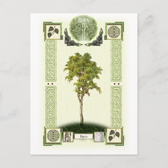 Carte Postale Ogham Birch (Devant)