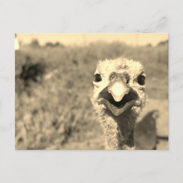 Carte Postale Oh... Bonjour ! -Carte postale (Devant)