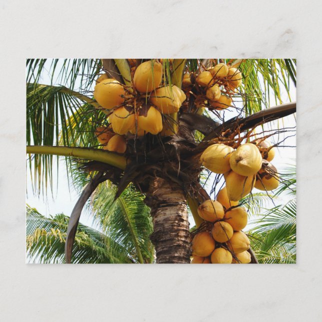 Carte Postale Oh Coconuts (Devant)