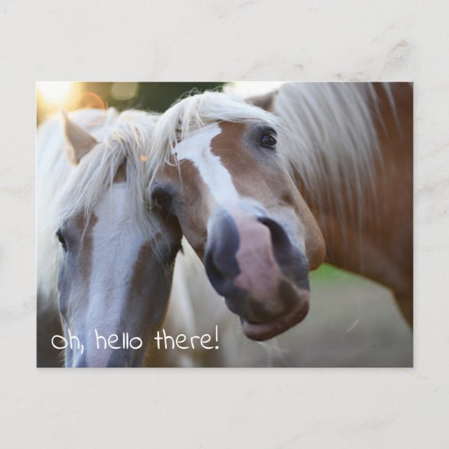 Carte Postale Oh Salut Là ! Photo Cheval (Devant)
