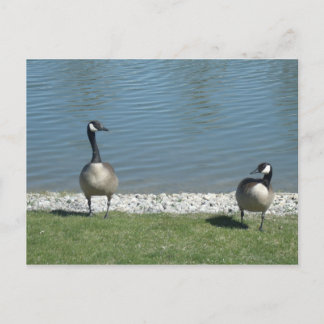 Carte Postale Oie