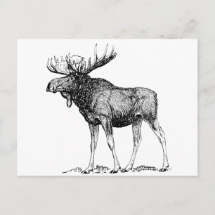 Carte Postale Oie