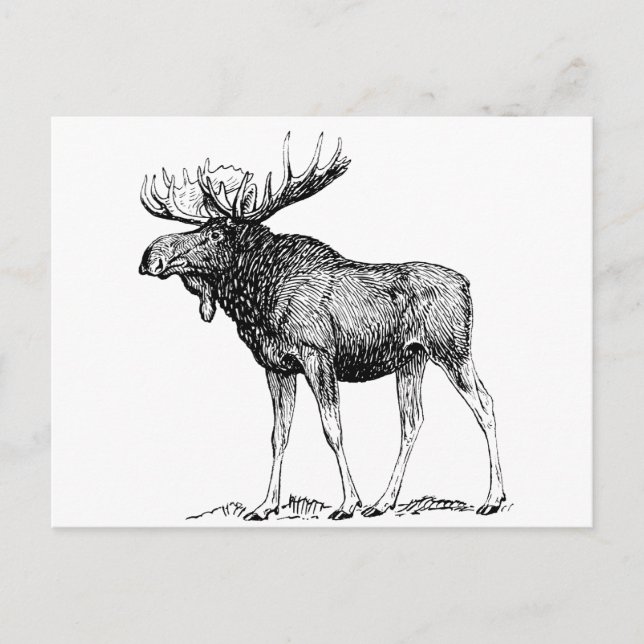 Carte Postale Oie (Devant)