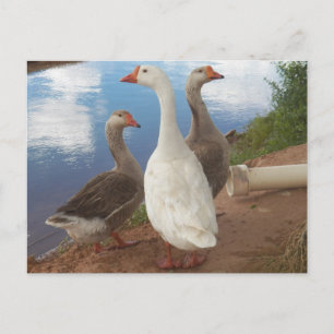 Carte Postale oie