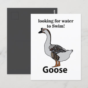 Carte Postale Oie À La Recherche D'Eau Pour Nager Oie Africaine