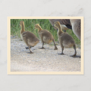 Carte postale Oie-Bébé