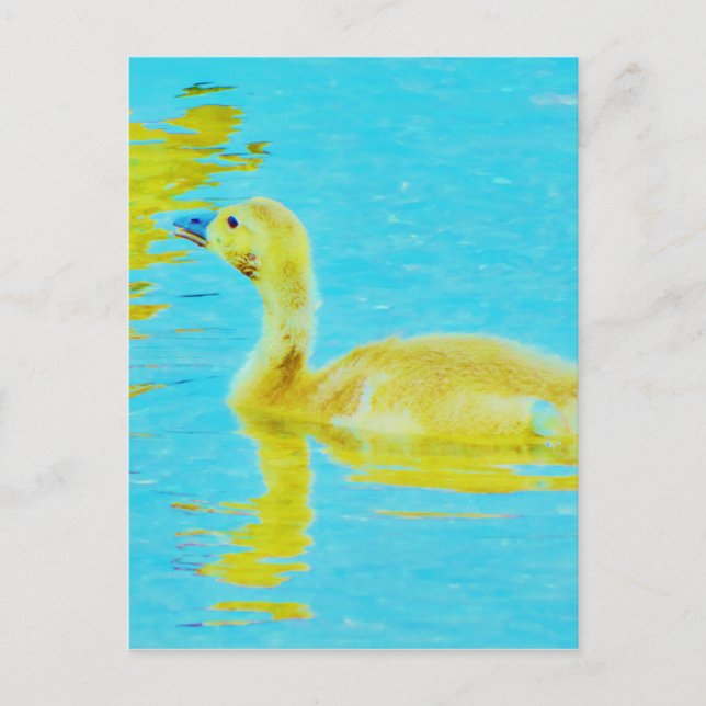 Carte Postale Oie-bébé jaune avec eau bleu clair (Devant)
