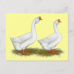 Carte Postale Oie blanche