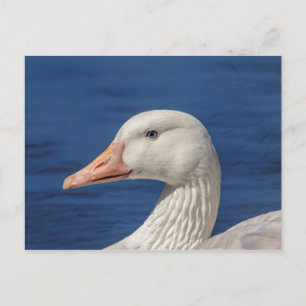 Carte Postale Oie blanche canadienne