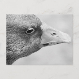 Carte Postale Oie BW