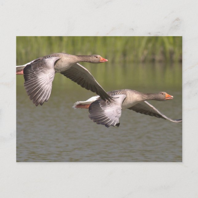 Carte Postale Oie canadienne (Devant)