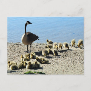 Carte Postale Oie canadienne avec mère