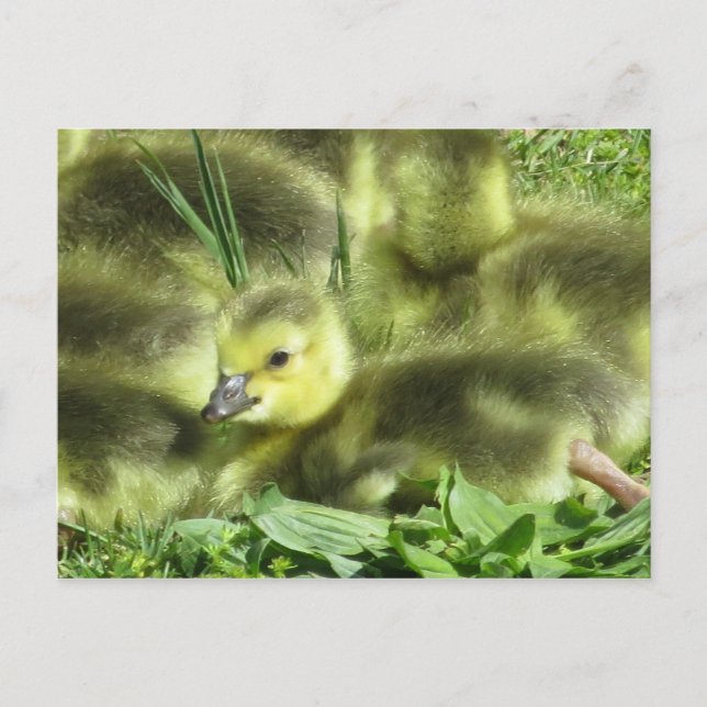 Carte Postale Oie de bébé (Devant)