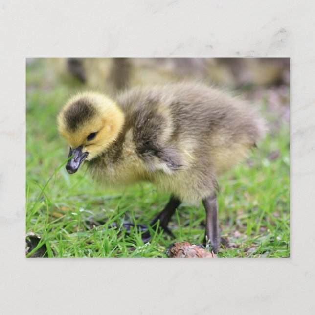 Carte Postale Oie de bébé (Devant)