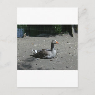 Carte Postale Oie de Greylag