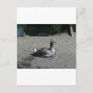 Carte Postale Oie de Greylag