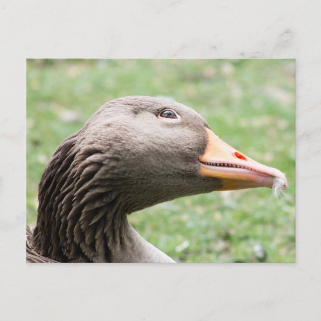 Carte Postale Oie de Greylag (Devant)