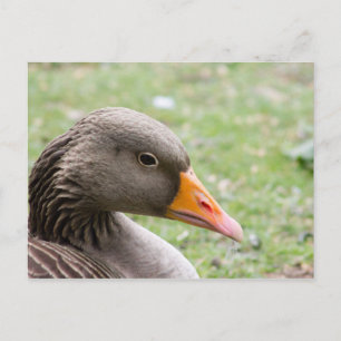 Carte Postale Oie de Greylag