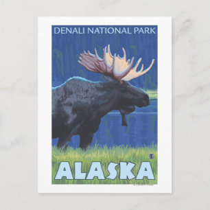 Carte Postale Oie de nuit - Denali Nat'l Park, Alaska