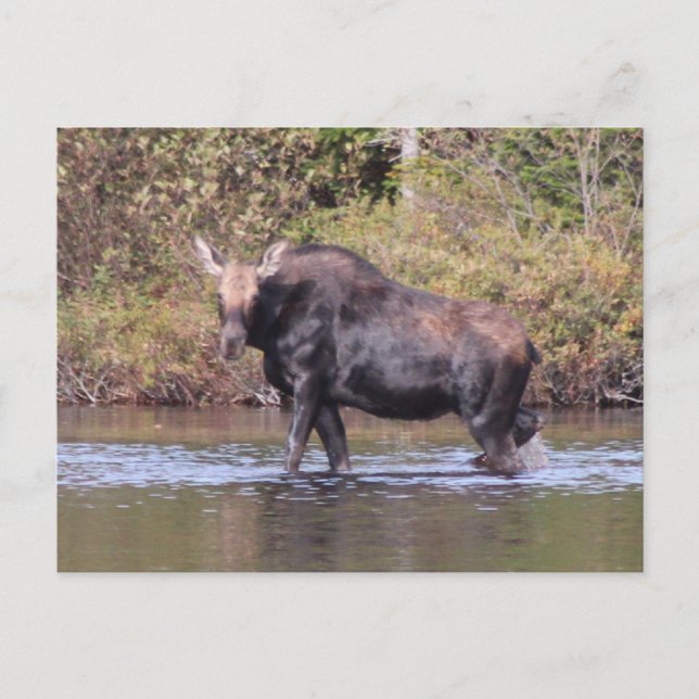 Carte Postale Oie de vache du Maine (Devant)