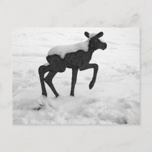 Carte Postale Oie des bébés couverts de neige