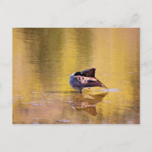 Carte Postale Oie d'or