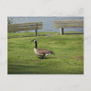 Carte Postale Oie du Canada