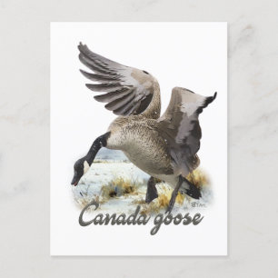Carte Postale Oie du Canada, Art