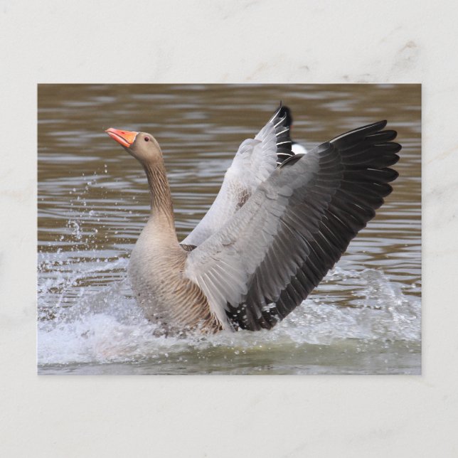 Carte Postale Oie du laitier (Devant)