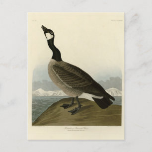 Carte Postale Oie en caquette des oiseaux d'Amérique d'Audubon
