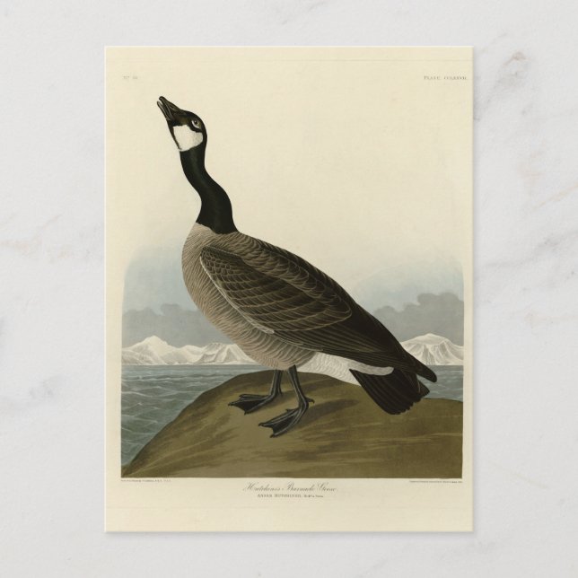 Carte Postale Oie en caquette des oiseaux d'Amérique d'Audubon (Devant)