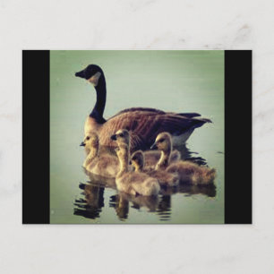 Carte postale Oie et bébés