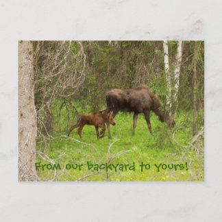 Carte Postale Oie et veau